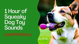 1 Hour of Squeaky Dog Toy Sounds | Calming Pet Playtime Sounds
