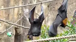 How a Bat pees