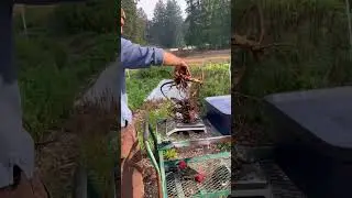 Elecampane roots and their health benefits! #gardening #smallfarm #herbalmedicine #naturalmedicine