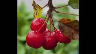 Wow Amazing Crab Apple Fruit Tree