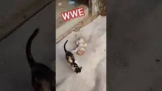 WWE another kitten match/kitten fight/cat baby fight WWE/2 cat fight/Shahzadkamboh55
