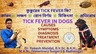 TICK FEVER IN DOGS II কুকুরের TICK FEVER II TREATMENT & PREVENTION II #tickfever