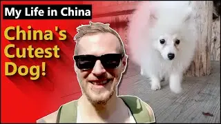 My Life In China - China's Cutest Dog!! Introducing Puff