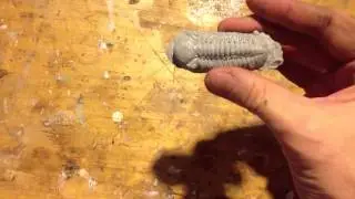 Trilobites live!
