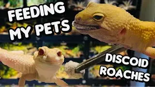 Discoid Roaches as Feeder Insects | Feeding My Reptiles
