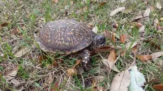 Box turtle hisses and hides