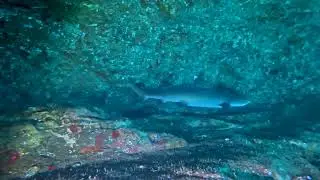 Shark Teaches Boundaries | Whitetip in Gili Biaha Cave | Diving Indo Bali