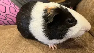 guinea pig rumble strutting
