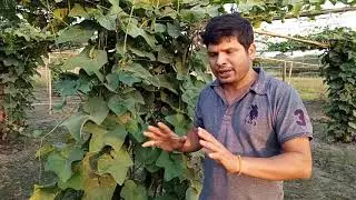 স্কোৱাচ খেতি কি কি মেচিন স্প্ৰে কৰিব ঃchayot khetit ki ki medicine dibo,