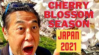 Cherry Blossom Season Japan - Japan Cherry Blossom 2021!