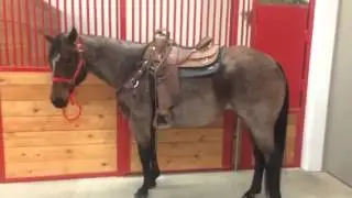 Bebo Quarter Horses - mare in BHSS