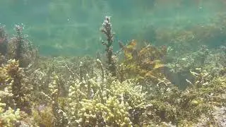 Port Stephens Boat Harbour Rock Pools - Underwater Forest (NSW, Australia)