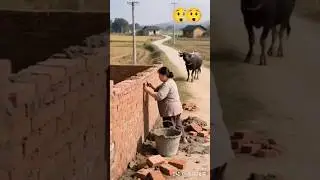 Judai wala Deewar Mein Chadh Gaya Bhains#Shorts #funny Surendra Kherwar Vlog