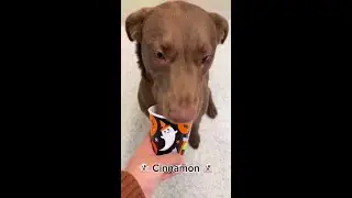 Giving Adoptable Pets Spooky Treats for National Adoption Week