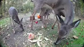 Backyard Wildlife Compilation #6: Snacks, Drama & Deer Disagreements | Backyard Wildlife Cam