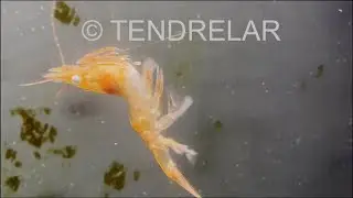 CRUSTACEANS: Shrimp swimming