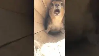 I Built His House And He&rsquo;s Still Screaming At Me! 😡🤯