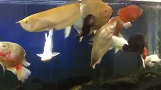 Monster 600 Gallon Fish Tank Feeding & Update