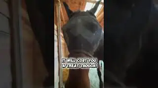 Умеет ли ваша лошадь делать трюки? #лошадь #ottb
