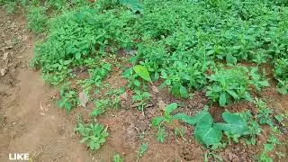 My Water leaf garden. Water leaf cultivation #agriculture #agriculturefarming #farming #waterleaf