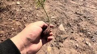 Como reproducir plantas de CICA o Cycas revoluta