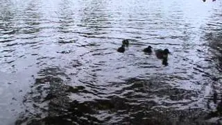 Telkk&auml; poikue uimassa