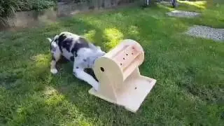 Australian Shepherd Puppy absolutely rocking intelligent dog games!