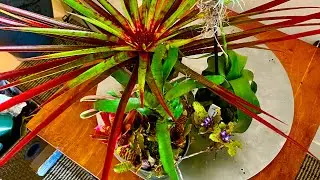 5 rarest plants in the world
