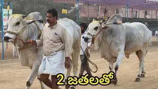  రెంటచింతల ప్రదర్శనకు2 జతల తో వచ్చిన Rk. Bulls 