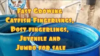 Fast Growing Catfish Fingerlings, Post fingerlings, Juvenile and Jumbo for sale