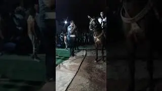 فرسان جندوبة مع مجموعة علي الجندوبي للاتصال 54562438