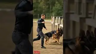No Fear. No Rush. Just K9 Discipline Under Control 🐾🔥 #k9training