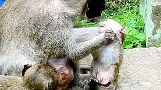 Pity Skinny Brutus Cos Dolly, Baby Monkey Polly Hungry.