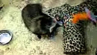 nooki tanuki playing