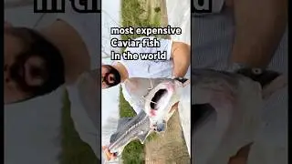 Most expensive caviar fish in the world #beluga #sturgeon #seafood #food #expensive #fish #caviar