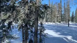 Na běžk&aacute;ch finskou tajgou komfortně - nen&aacute;ročn&yacute; ter&eacute;n, stopa pouze pro na&scaron;i skupinu. Skvěl&yacute; strava.
