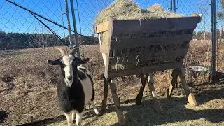 Free and Easy DIY Pallet Hay Feeder - Cheap hay feeder
