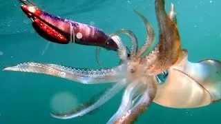 Fresh Squid for Dinner! Stuffed Squid Fishing Catch and Cook