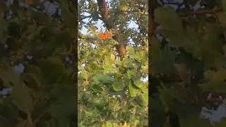 Monarch Butterflies Roosting 2022 09 14 in Clare, IL