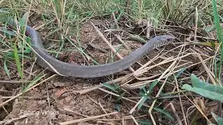 Primitive Technology - Easy Snake Trap Using Bamboo Hole Catch Big Snake at Rice Field