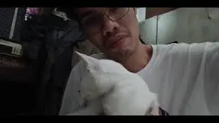 mowee don't like kitten