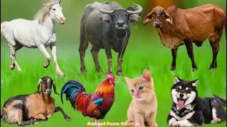 Farm Animals Compilation: Chicken, Duck, Peacock, Dog, Piglet, Cow, Rabbit, Cat – Animals Sounds