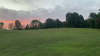 AKC Derby Field Trial Training