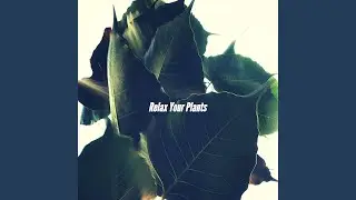 Alluring Music for Choosing Clarity