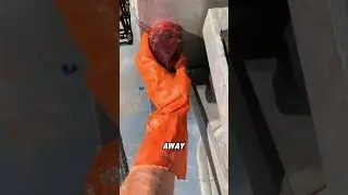 Fish with suction cup#animals #funny