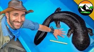 GIANT Salamander in Japan! दंतकथाओं जैसी विशाल सलामैंडर! | Brave Wilderness Hindi