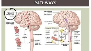 Introduction to Motor Pathways