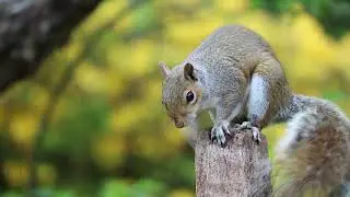 Beautiful Squirrel