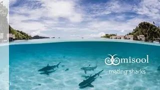 Sharks Mating in Misool's North Lagoon