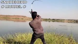 Amazing Snakehead Murrel Fishing Maral Fish New Fishing Video||#kingfishinghunting||